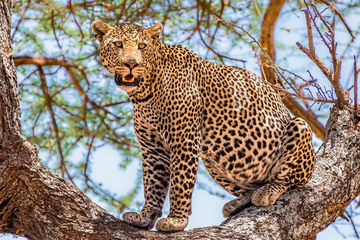 Animals 