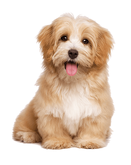 Animals and Pets